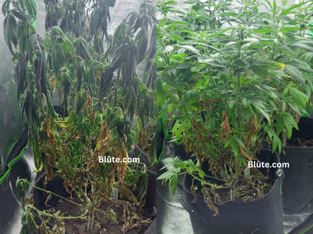 Giessen von Cannabis