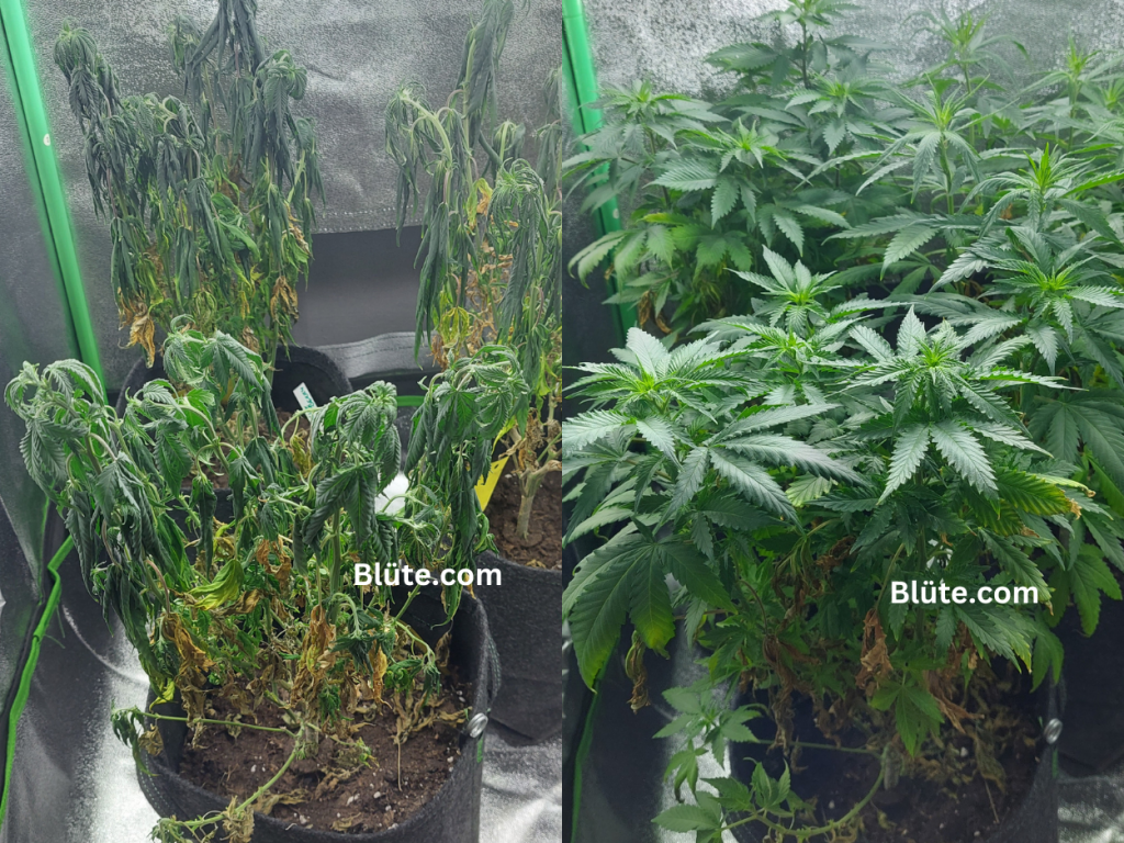 Giessen von Cannabis